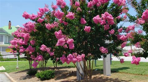 The Beauty of Plump Crepe Myrtles: A Must-Have for Every Gardener